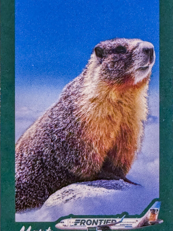 Frontier Marty the Marmot