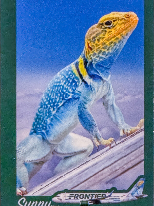 Frontier Sunny the Collared Lizard