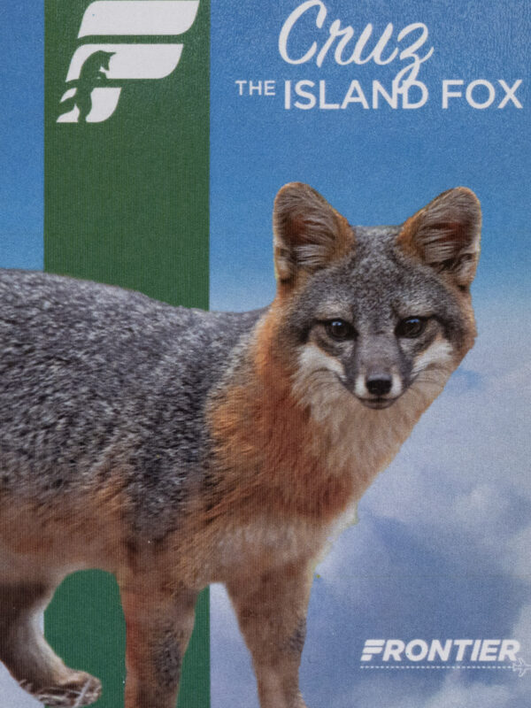 Frontier 2022 Cruz the Island Fox
