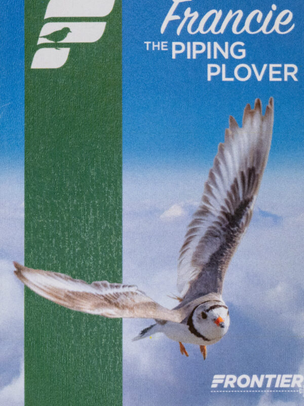 Frontier 2022 Francie the Piping Plover