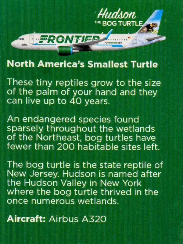 Frontier 2022 Hudson the Bog Turtle Back