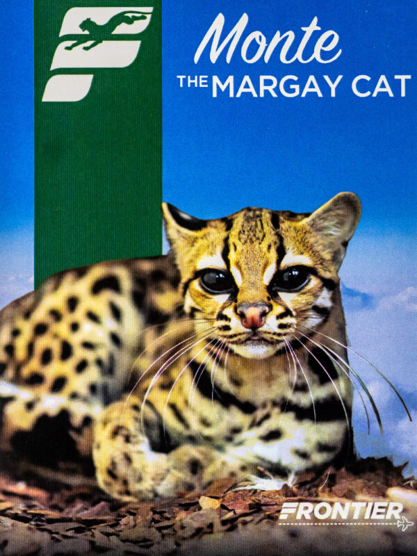 Frontier 2022 Monte the Margay Cat